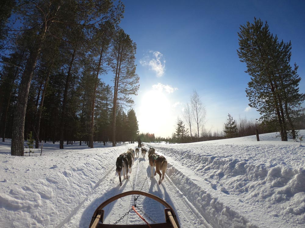 dogs sled 2